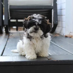 Shih Tzu puppy AKC