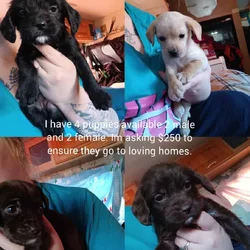 4 puppies available