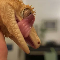 Crested Gecko + Terrarium and Supplies