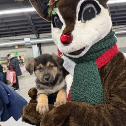 German shepherd puppies ready 12/20/2025
