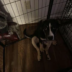 PUPPY UP FOR ADOPTION