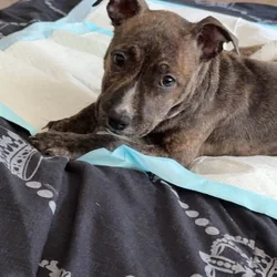 Rehoming puppy
