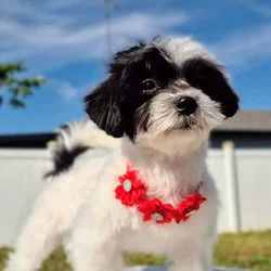 Maltipoo Puppies