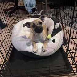 chuweenie