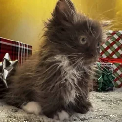 Chocolate mitted male munchkin standard