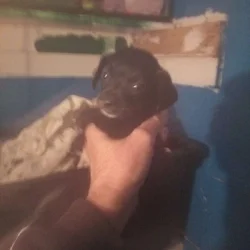 Chihuahua and Dachshund mix