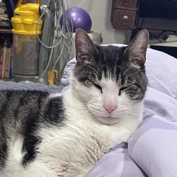 Senior Neutered Male Indoor Cat