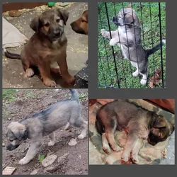 Mixed pups