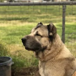 Kangals