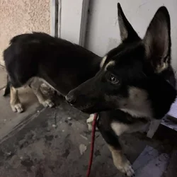 Corgi shepherd puppy