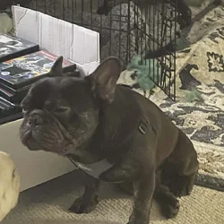 2 Year Old French Bulldog male