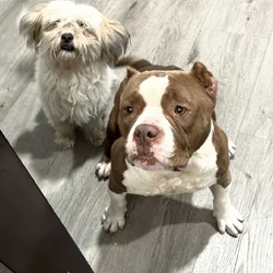 Loving female mix dogs