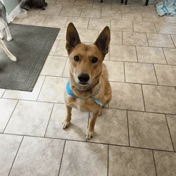 Emergency HELP! Free Dog To Good Home
