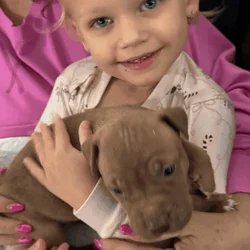 American pitt bull terrier puppies