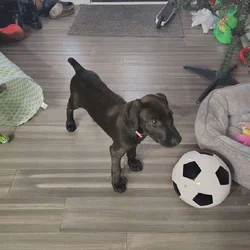 Great Dane, German Shepard mix