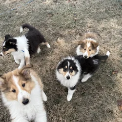 7 beautiful AKC Collie Puppies Born 10 October
