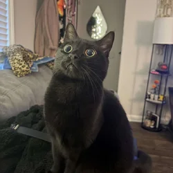 Missy
