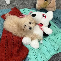 Bichapoo Puppy