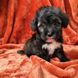 Mochi - Maltipoo Female