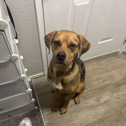 Maui is looking for a home!