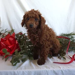 Bondie -F1B Mini Goldendoodle
