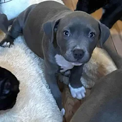 Blue Nose Pit Bull Puppies