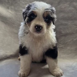 Australian shepherd puppies