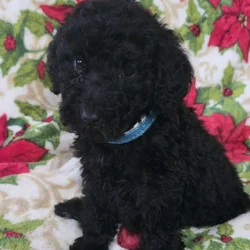 Poodle Puppies