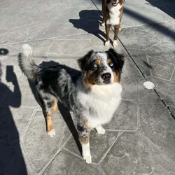 Aussie