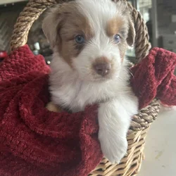 Mini Aussie Pups