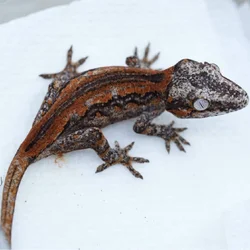 Baby Red Stripped Gargoyle