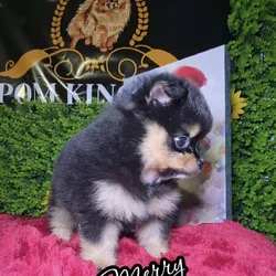 Pomeranians available
