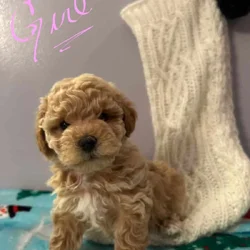 Puppies for Sale