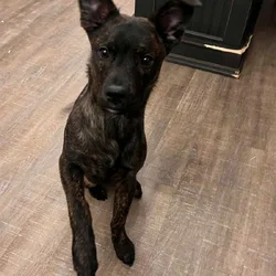 Meet Shadow – Sweet 6.5-Month-Old Pup Looking for