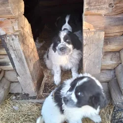 Puppies