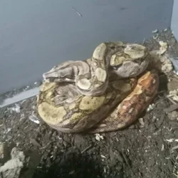 Nicaraguan central american boa juvenile male