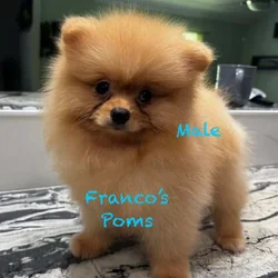 Pomeranian