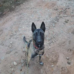 Echo: 20 month old Belgian Malinois