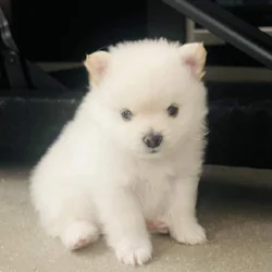 Pomeranian puppies for sale