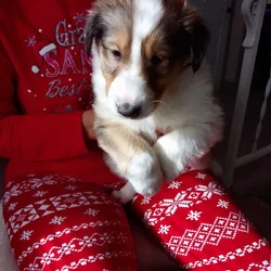 Rough Collie Pups