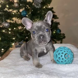 Kobe, French bulldog