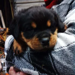 Rottweiler puppies