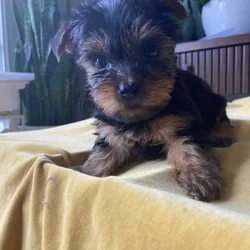 Puppies Yorkies