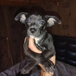 Puppies to good home for Christmas