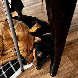 2 Dogs needing a good home
