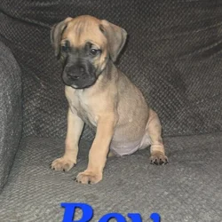 🎄✨ Holiday Cane Corso Puppies