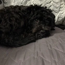 Schnoodles