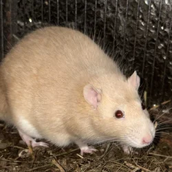 Male Rat