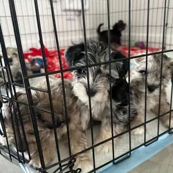 Confetti Miniature Schnauzer