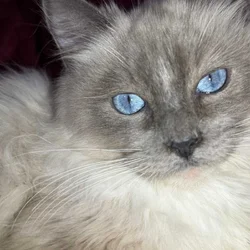 Pure Bred Rag doll Kitten named Pepsi